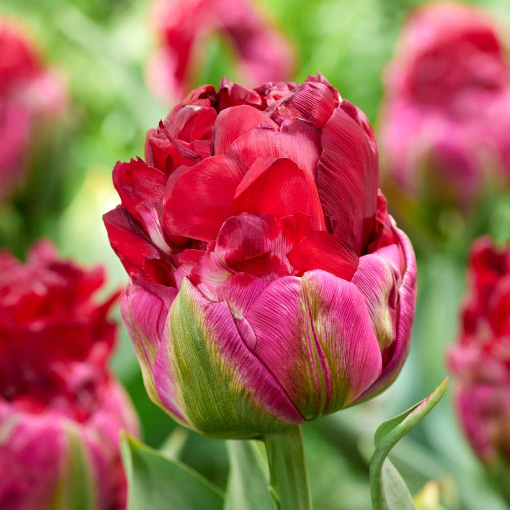 Tulipan 'Ice Cream Cranberry'